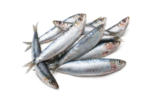 Europese sardines — Stockfoto