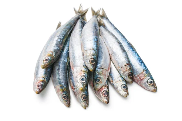 Evropská sardinky — Stock fotografie