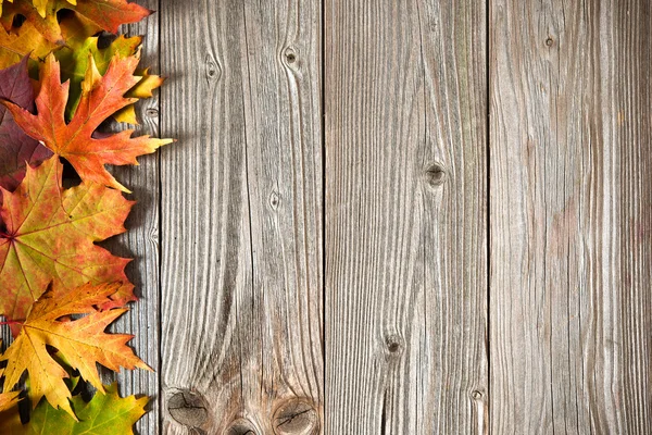 Autumn background with colored leaves — Stock Photo, Image