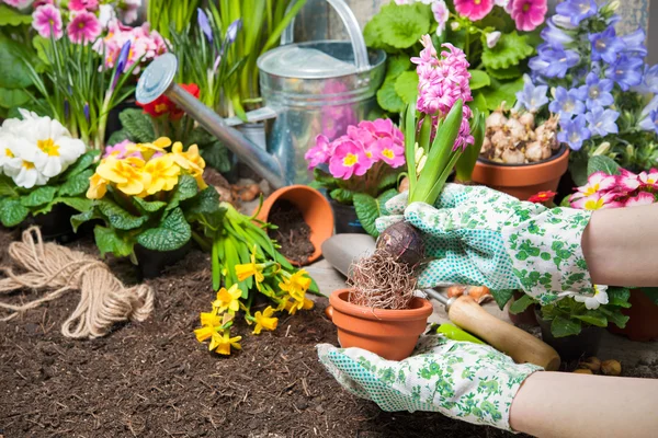 Flower garden — Stock Photo, Image