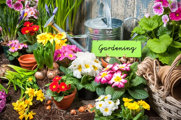 Giardinaggio — Foto Stock