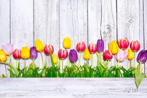 Colorful spring tulips — Stock Photo, Image