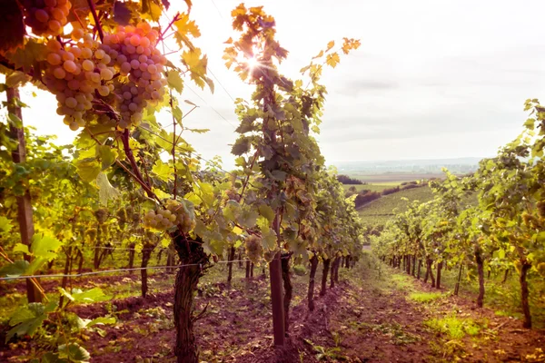 Vineyards at sunset — Stok fotoğraf