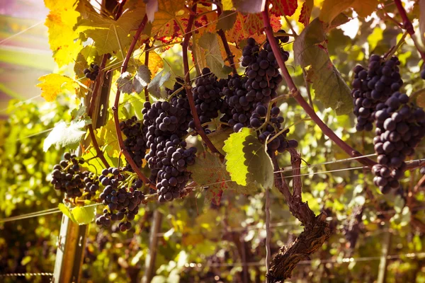 Vineyards at sunset — Stok fotoğraf