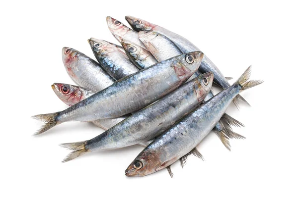 Evropská sardinky — Stock fotografie