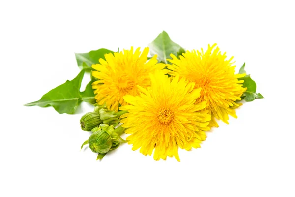 Dandelion — Stock Photo, Image