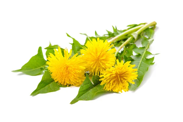 Dandelion — Stock Photo, Image