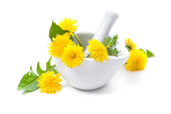 Healing herbs. Dandelion — Stock Photo, Image