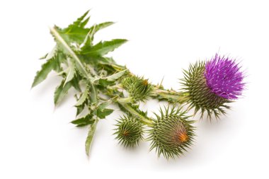 Süt Thistle bitki