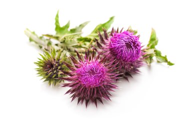 Süt Thistle bitki