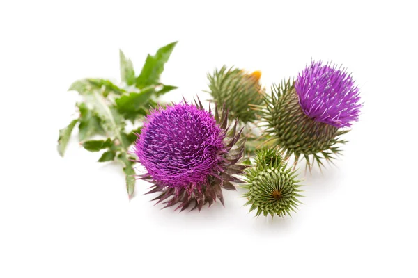 Milk Thistle plant — Stock Photo, Image