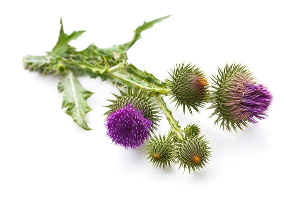 Milk Thistle plant — Stock Photo, Image