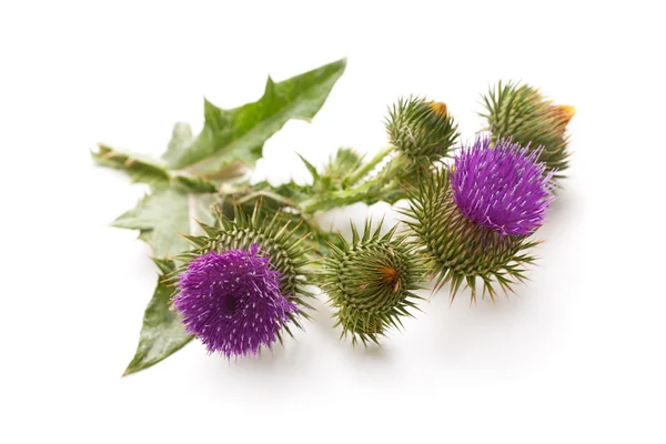 Milk Thistle plant — Stock Photo, Image