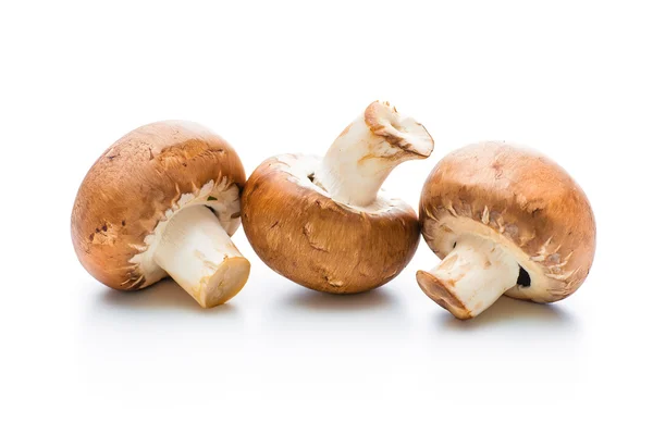 Νωπά μανιτάρια champignon — Φωτογραφία Αρχείου