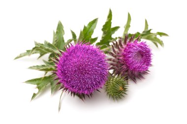 Süt Thistle bitki