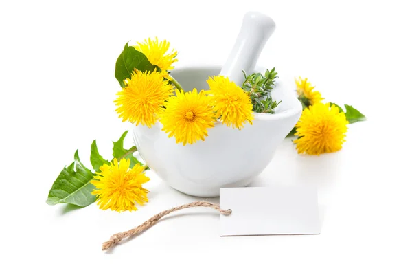 Healing herbs. Dandelion — Stock Photo, Image