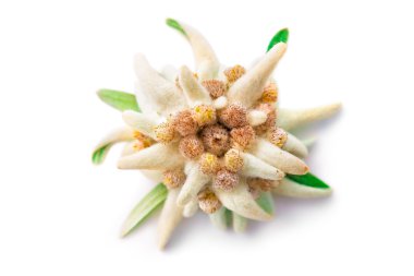 Edelweiss.
