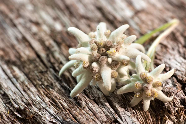 Edelweiss sobre fondo de madera — Foto de Stock