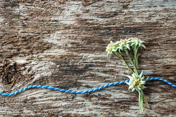 Flores de Edelweiss con cordón de regalo bávaro — Foto de Stock