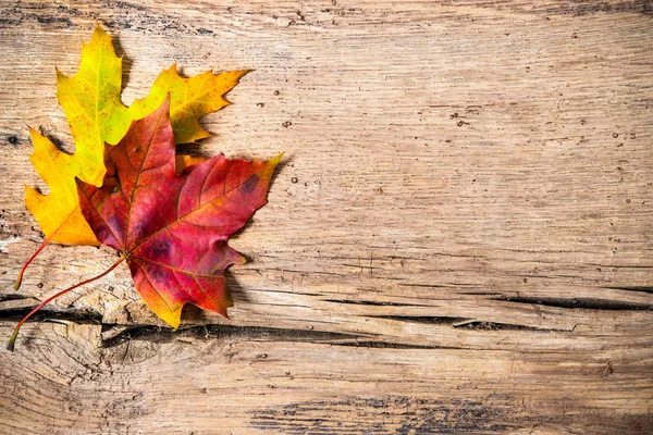 Autumn background with colored leaves — Stock Photo, Image