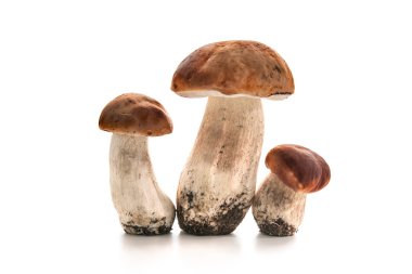 Porcini mushrooms clipart