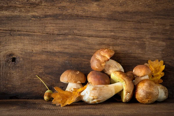 Harvested wild porcini mushrooms — Stock Photo, Image