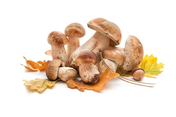 Setas porcini — Foto de Stock