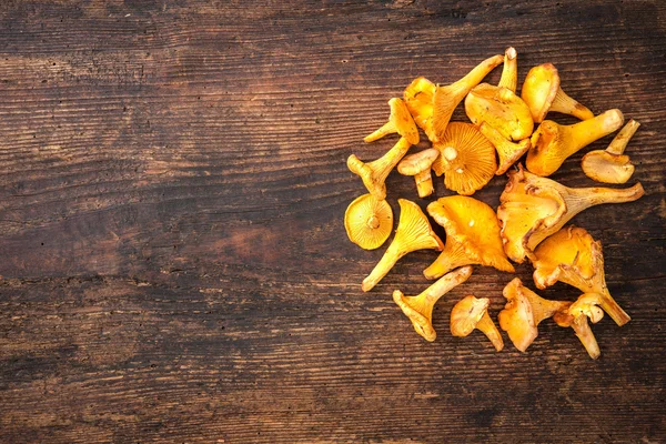 Cantharellus cibarius, champiñones chanterelle — Foto de Stock