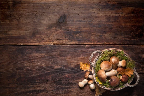 Грибы Boletus в корзине — стоковое фото