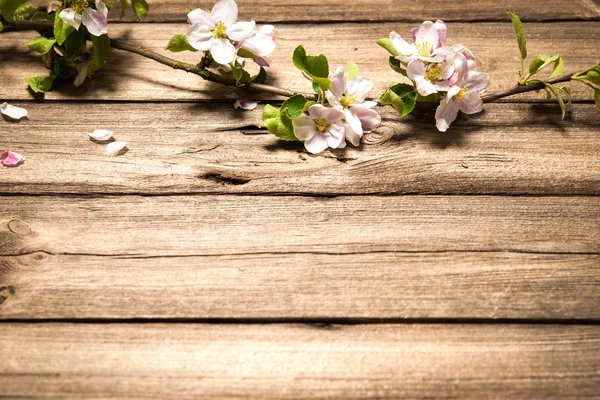 Apple blossoms on wooden surface — Stock Photo, Image