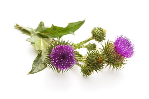 Milk Thistle plant — Stock Photo, Image