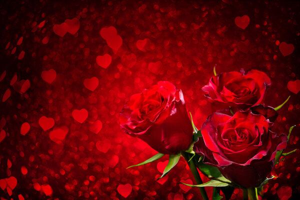 Valentines day background with roses and hearts