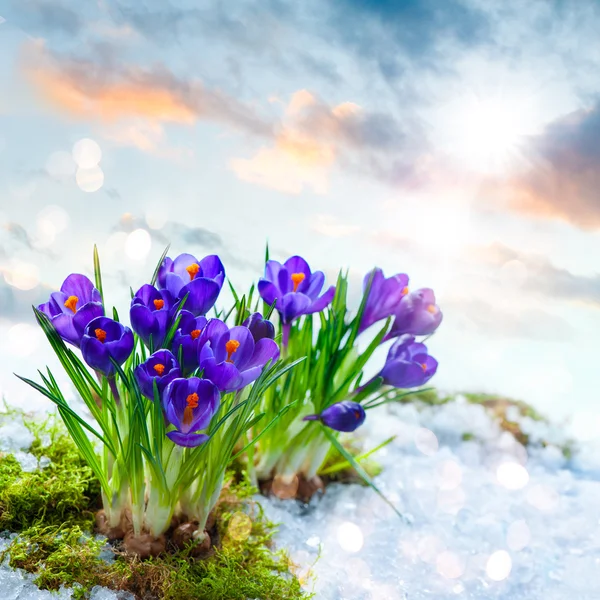 Crocuses in melting snow — Stock Photo, Image