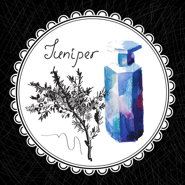 Juniper — Stock Vector