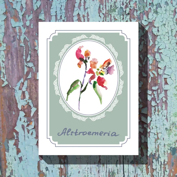 Alstroemeria — Stock Vector