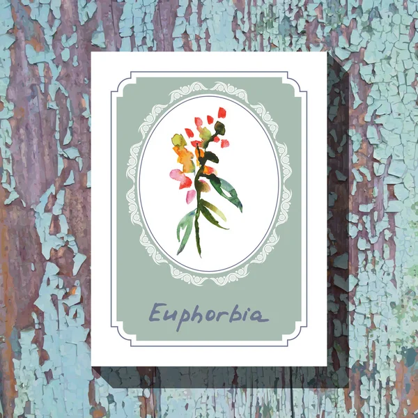 Euphorbia — Stock vektor