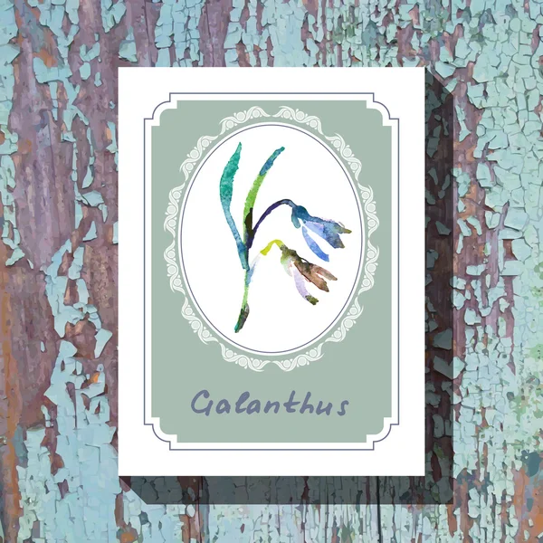 Galanthus — Stock vektor