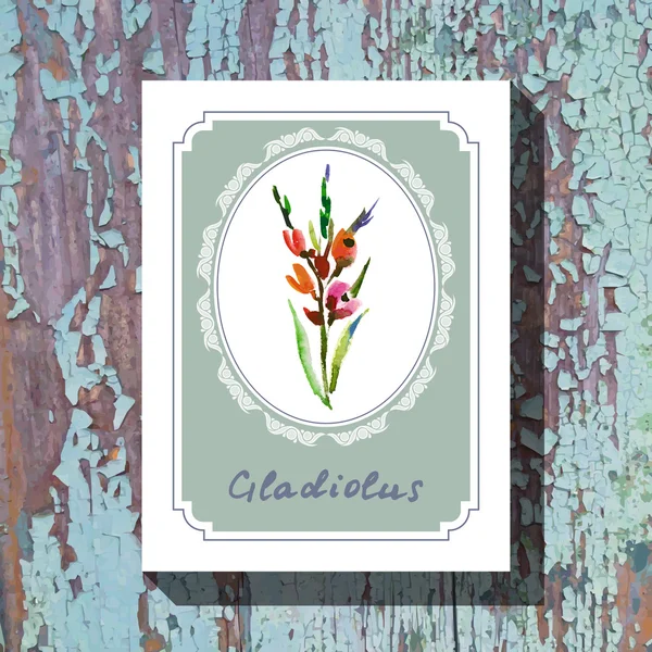 Gladiolus — Stock vektor