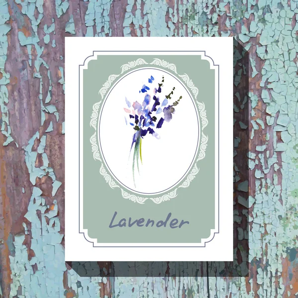 Lavendel — Stock vektor