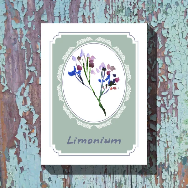 Limonium — Stock vektor