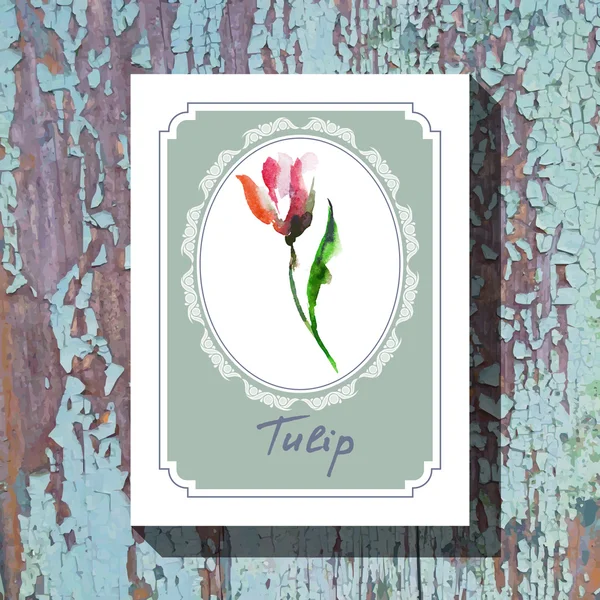 Tulipano — Vettoriale Stock