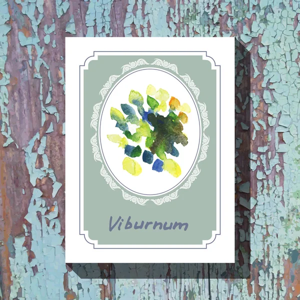 Viburnum. — Vector de stock