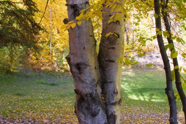 Yellow birch leaves under a tree. clipart