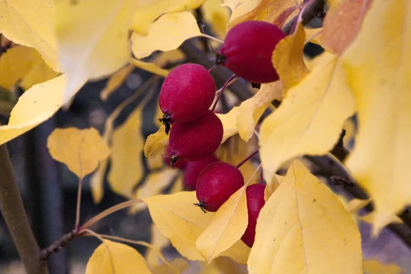 Autumn color of Alaska. — Stock Photo, Image