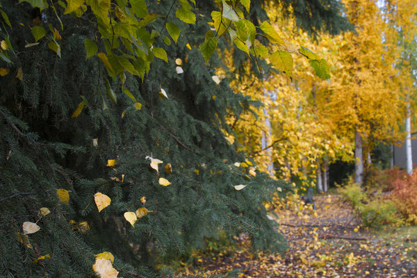 Autumn color of Alaska.