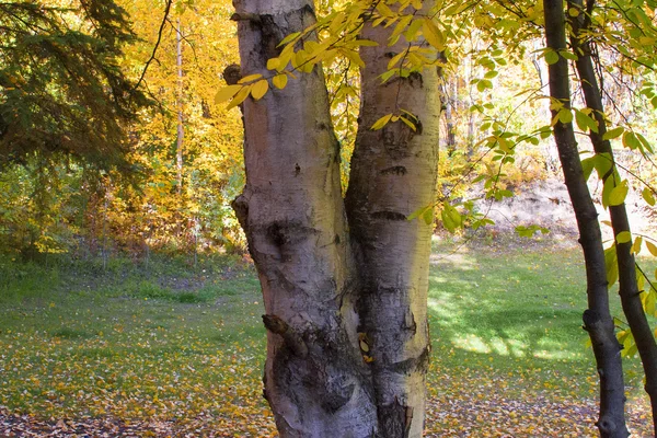 Gelbe Birkenblätter unter einem Baum. — Stockfoto