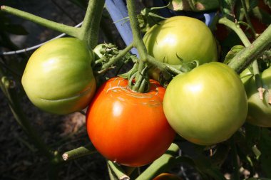 Garden, Alaska domates bitki.