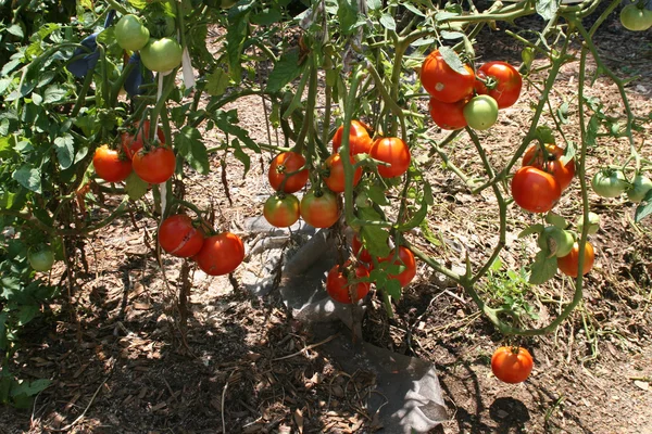 Garden, Alaska domates bitki. — Stok fotoğraf