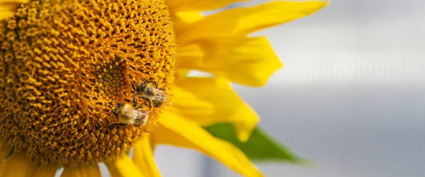 Bella girasole giallo brillante e foglie verdi con due calabroni sotto l'estate con le nuvole. — Foto Stock