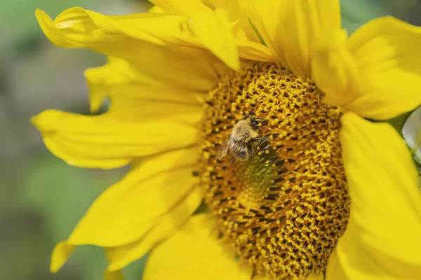 Bellissimo girasole giallo brillante con calabrone sotto la luce solare brillante con petali gialli e foglie verdi — Foto Stock